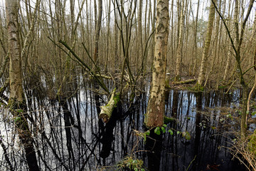 Bruchwald am Rande des Venner Moors bei Münster - Carr in Germay
