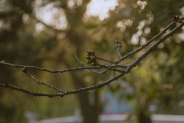 spring tree