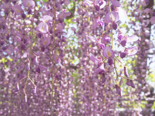 Wisteria world