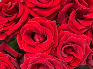 Background texture: open buds of red roses. Blooming petals of burgundy color, beautiful flowers. A bouquet of fresh, velvet flowers.