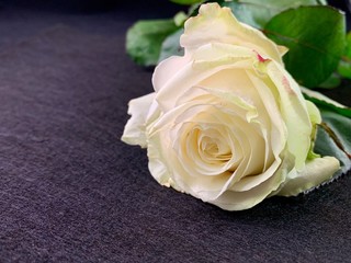 Background texture: open buds of white roses. Blooming white petals, beautiful roses. Bouquet of fresh, spring flowers.