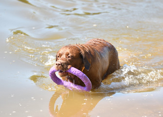 Labrador on a walk by the river