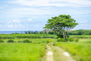 海が向こうに見える広野　道の先に1本の大きな木