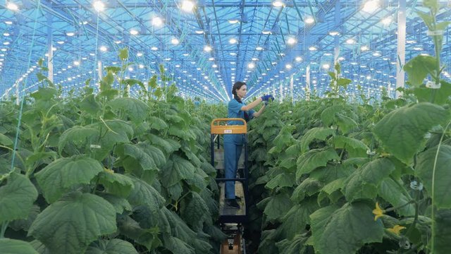 Green plants and a lady on a mechanized vehicle cultivating them