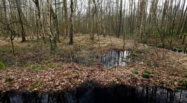 Bruchwald am Rande des Venner Moors bei M&uuml;nster - Carr in Germay