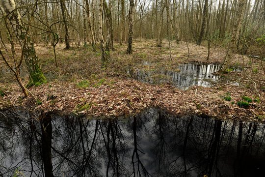 Sumpfiger Images Browse 39 Stock Photos, Vectors, and Video Adobe Stock