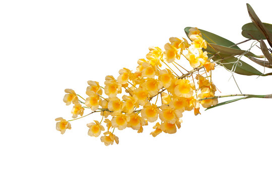 Dendrobium lindleyi Steud or Honey fragrant is yellow orchid flower bloom isolated on white background included clipping path.