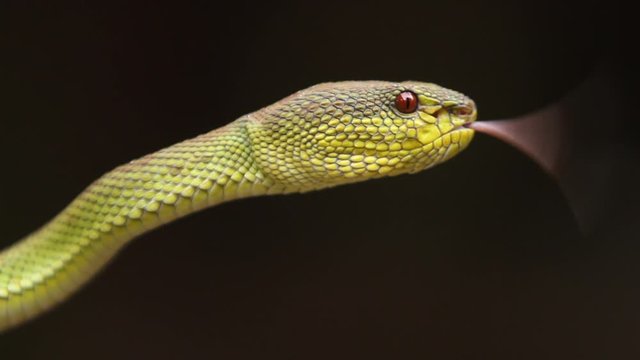 Mangrove Pit Viper is a venomous pit viper species native to India, Bangladesh and Southeast Asia.
