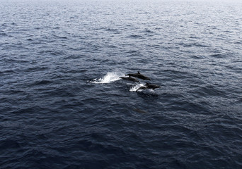 Fototapeta premium Delfines que vienen a saludar