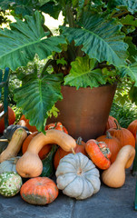 gourds and pumpkins