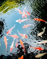 Multi-colored carps fish swim on the surface of the water