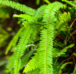 Green fern leaves in the park