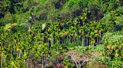 Fototapeta na wymiar Dense thickets, trees in the jungle.