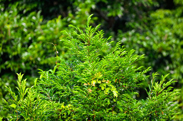 Leaves on a tree in a park