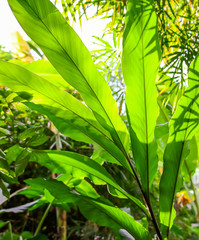 Large green leaves of a plant