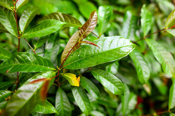 Large green leaves of creeper