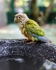 A parrot bathes in the water