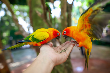 Two parrots eat sunflower seeds from the hands of a man in the park. © schankz