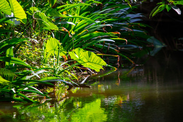 Green plants near the surface of the water on a pond