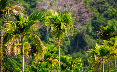 Beautiful palm trees in the park.