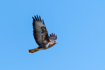 Fototapeta premium Flying buzzard with spread wings against blue sky
