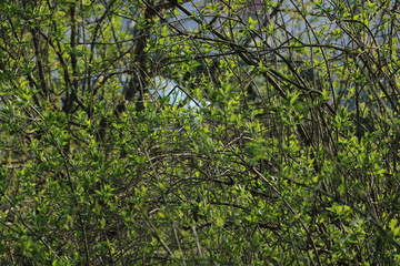 nature