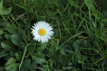weiße Blumen und Gänseblümchen im Garten