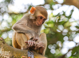 Monkey on a tree in the park