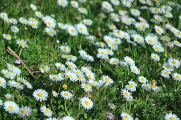 weiße Blumen und Gänseblümchen im Garten