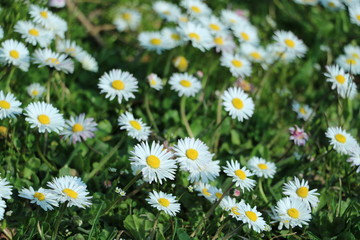 weiße Blumen und Gänseblümchen im Garten