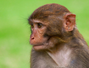 Portrait of a monkey in the park