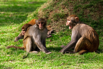 Monkey fight in the park