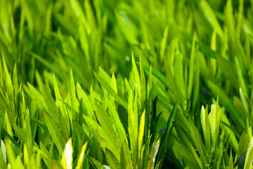 Leaves on a tree in a park