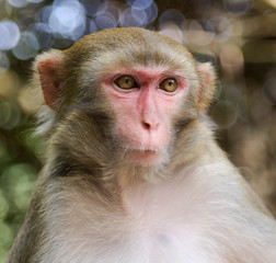 Portrait of a monkey in the park