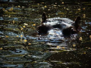 hippopotamus