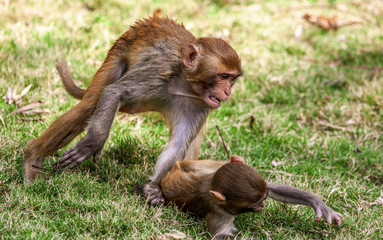 Monkey fight in the park