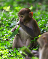 Monkeys eat in the park