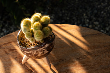 Cactus is a charming plant.