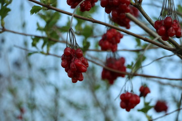 rote Beeren im Baum