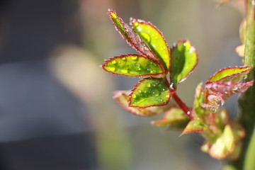 beautiful spring plants in dew