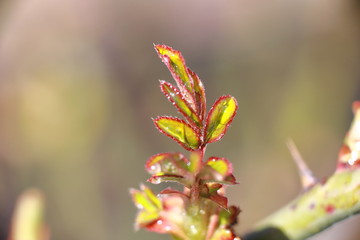 beautiful spring plants in dew