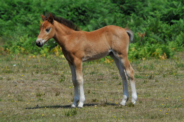 A newly born New Forest pony stands on grass with ferns in background in Hampshire ,UK.Image