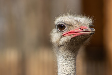 portrait of an ostrich