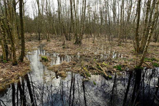 &uuml;berfluteter Bruchwald - Carr in Germay