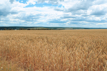 Countryside with wheat field and cloudy sky