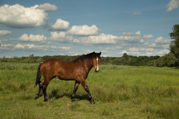 Auburn horse on the spade 1