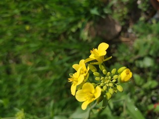 mustard flower 