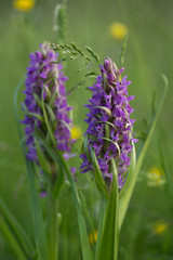 Orchids on a green meadow