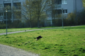 park