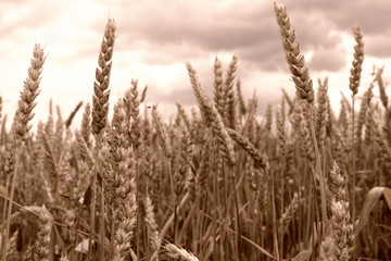 Fototapeta premium Wheat field (close up). Filter applied